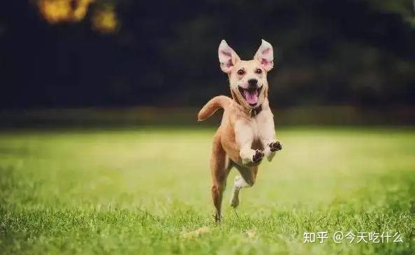  如何延长宠物的寿命呢 