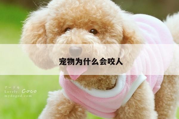 宠物为什么会咬人