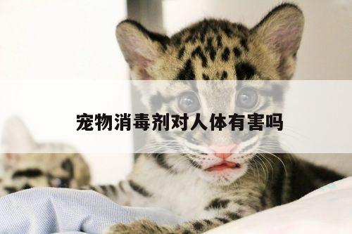 宠物消毒剂对人体有害吗