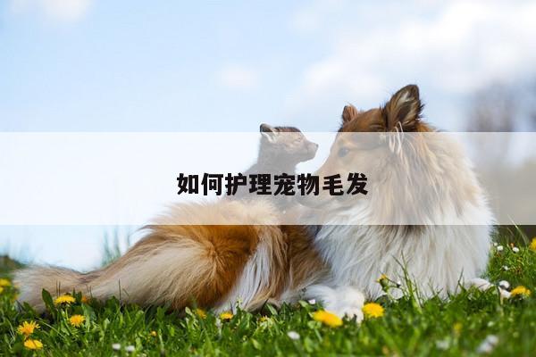 如何护理宠物毛发