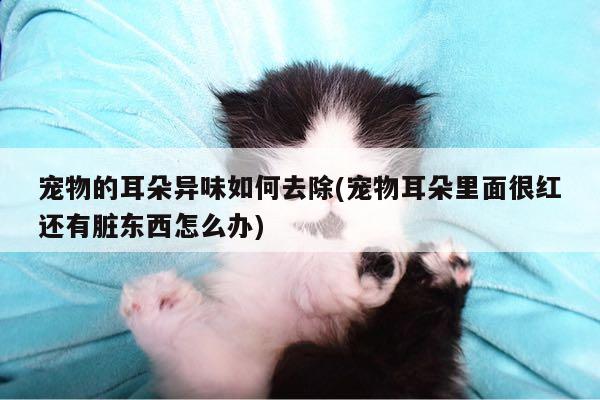 宠物的耳朵异味如何去除(宠物耳朵里面很红还有脏东西怎么办)