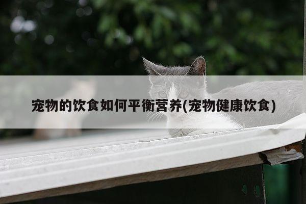宠物的饮食如何平衡营养(宠物健康饮食)