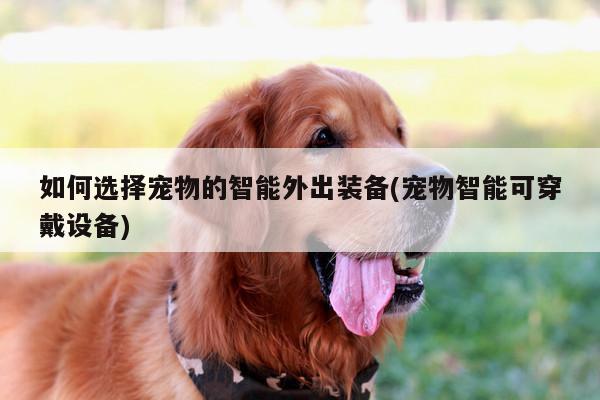 如何选择宠物的智能外出装备(宠物智能可穿戴设备)